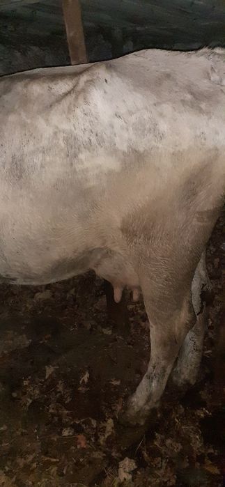 De vânzare vaca cu vitea