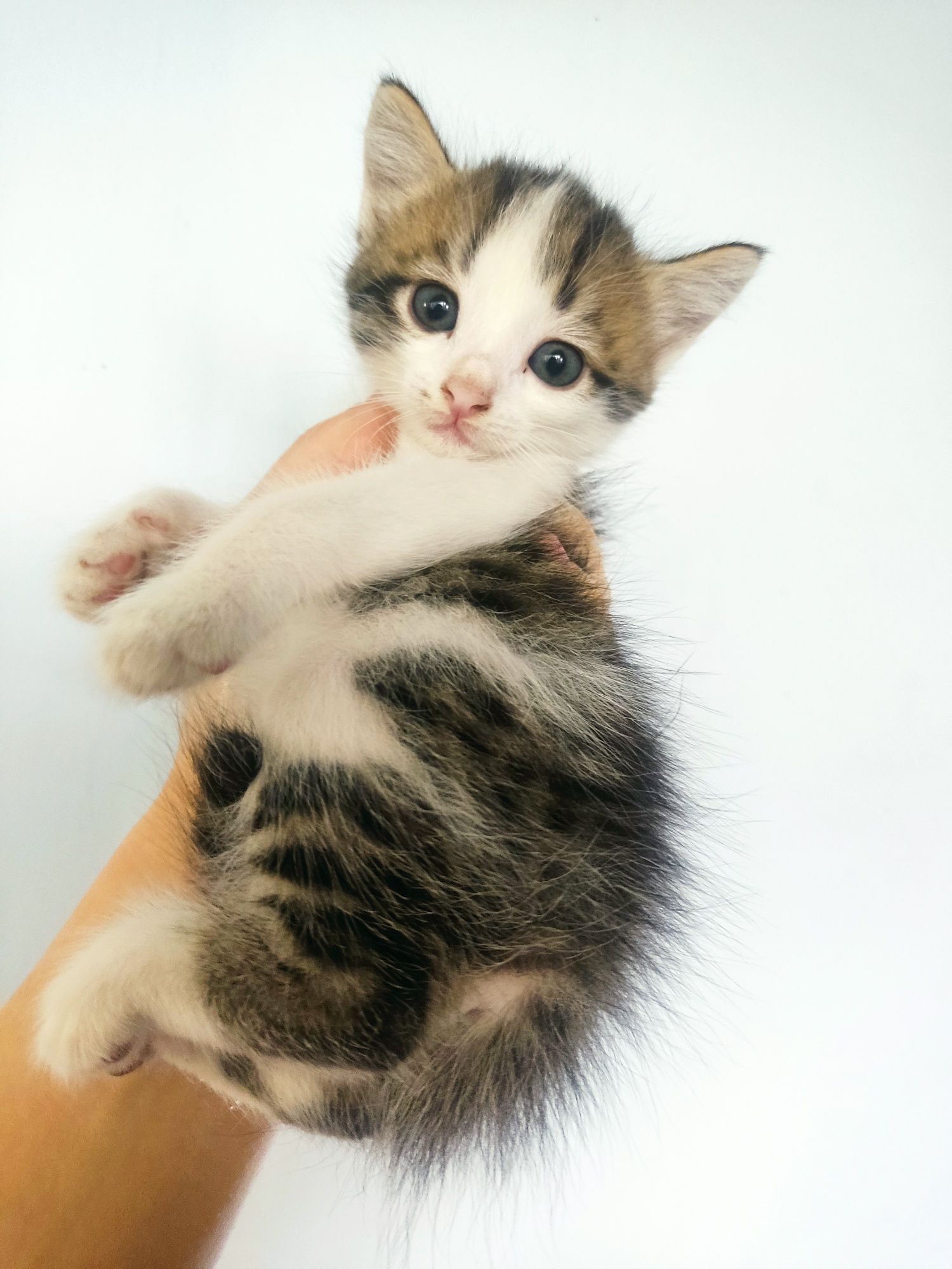 Маленькие котята