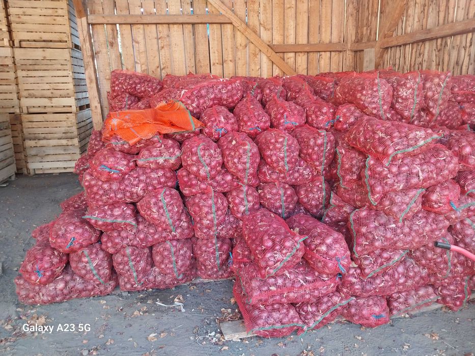 Ceapă de vanzare alb sau rosu