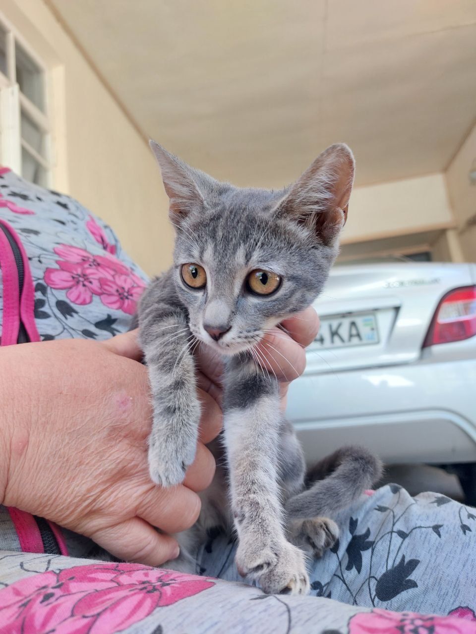 Отдадим котенка в добрые руки