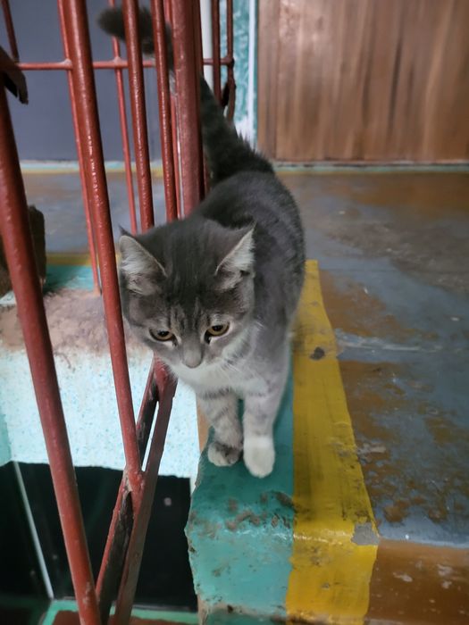 Котёнок красивый район шанхай