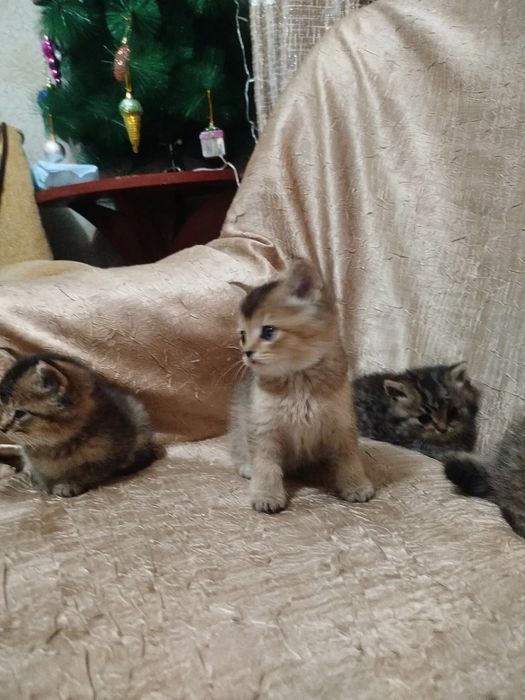 Продаются Британские золотые шиншиллы