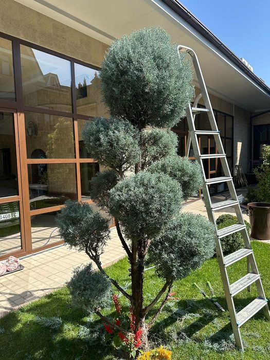 Archa kesish xizmatlari