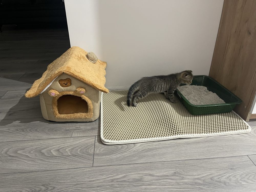 Котонек вислоухий