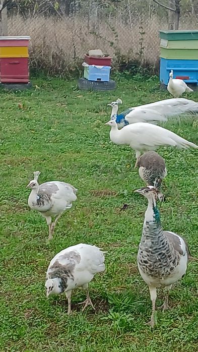 Свободни пауни  сребърни Арлекини  Бели  индийски  обикновени