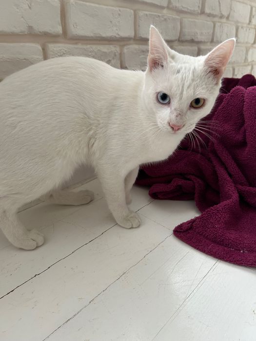 Подарявам мъжко коте с разноцветни очи