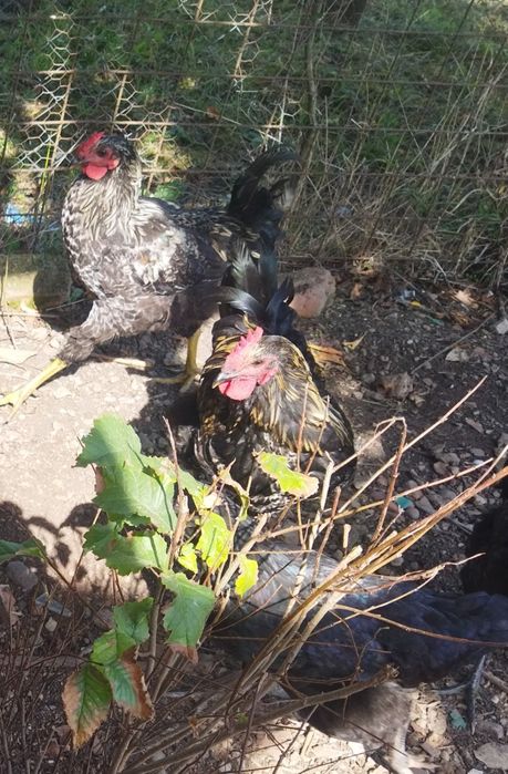 Vând cocosi din rase mixte