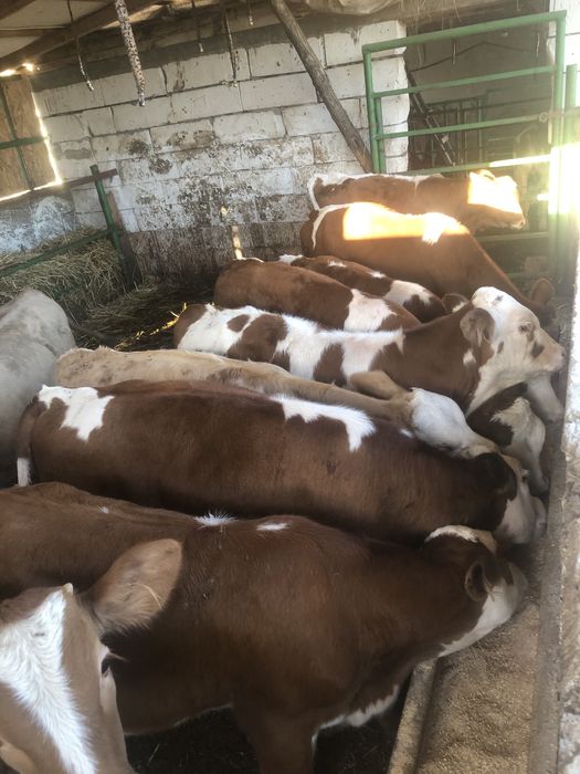 de vânzare 10 tăurași înțărcat