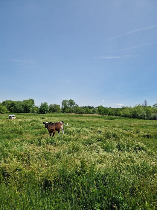 Vand vițel preț 30 lei kg