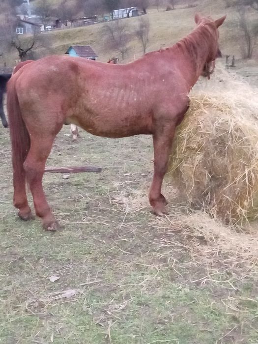 Vând cal sau schimb