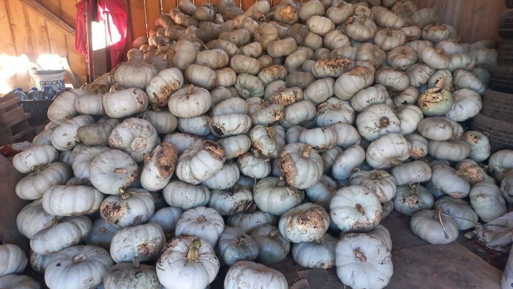 Dovleac Crown Prince