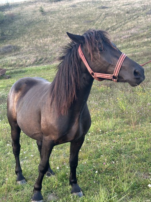 Vand sau schimb manza neagra