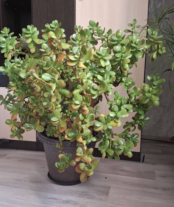 Продам цветы денежное дерево