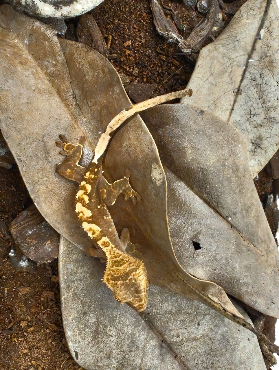 Цилиатус / Ресничестият Бананояден Гекон / Correlophus ciliatus