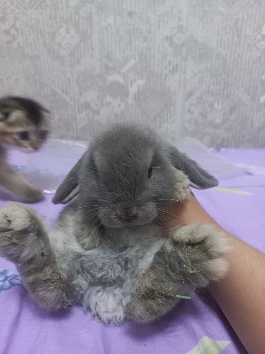 декоративный кролик