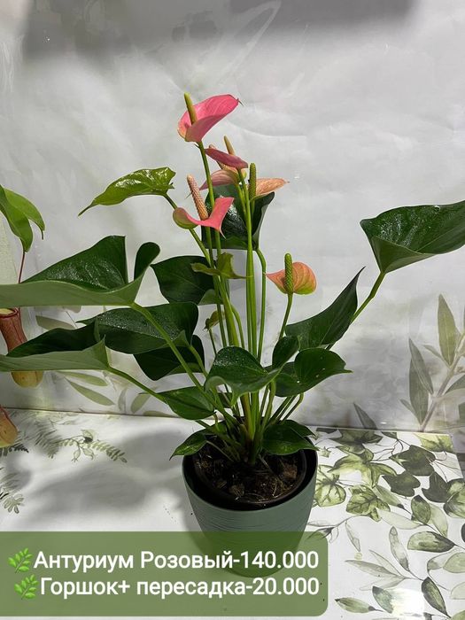 Орхидея мини, Антуриум, Спатифиллум вариегатный и др расте