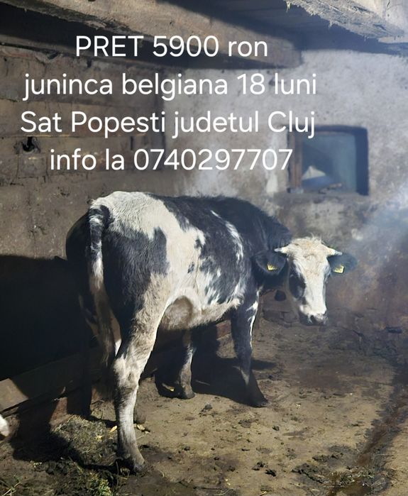 Vaca / juninca de vanzare