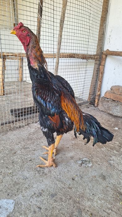 Даканг хороз тозаси саман