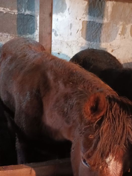 Лошади на согым мальчики