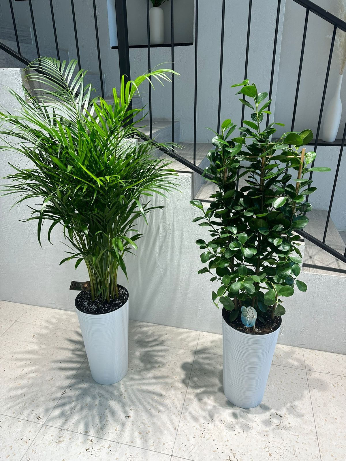 Растения для офисов и квартир пальма Дипсис