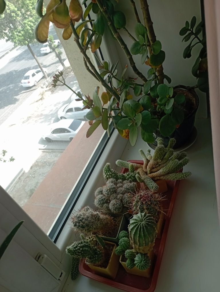 Кактусы продаются