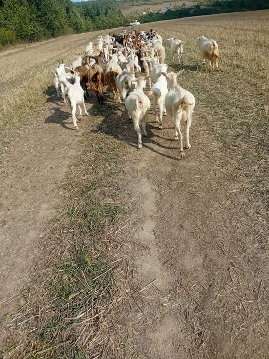 Vând capre cu 360 lei/buc negociabil