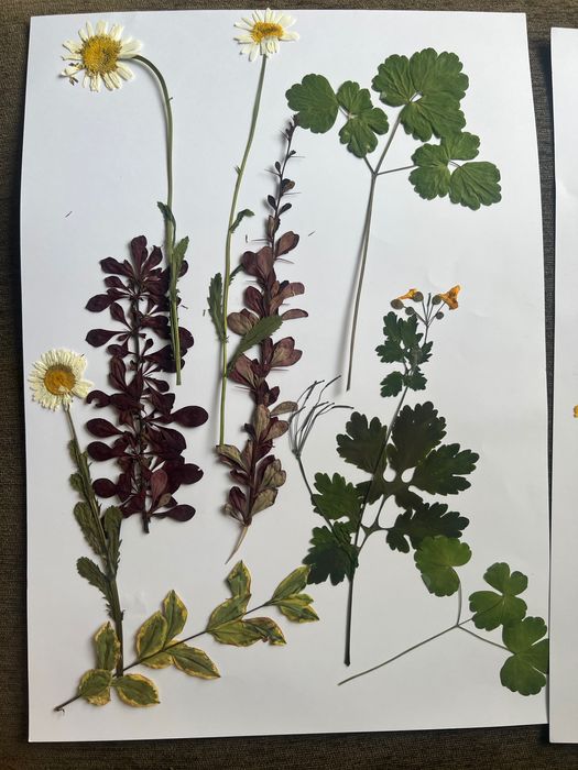 Гербарий для студентов мед Вузов, школьников