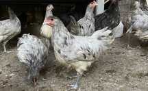 Pui australorp albaștru. Negru și splash
