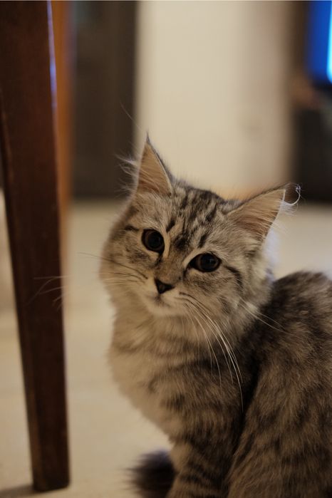 Отдам котят в хорошие руки
