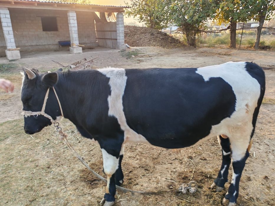 Бұқалар сатылады