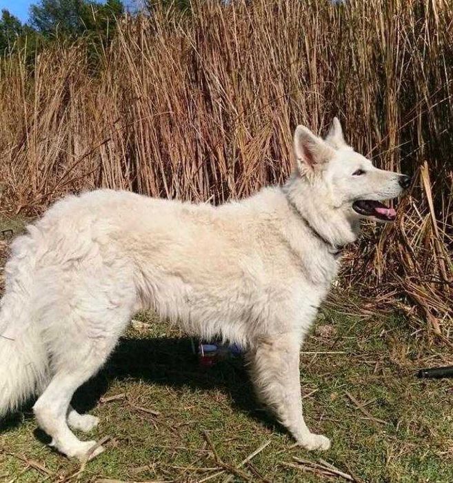 Швейцарска бяла овчарка