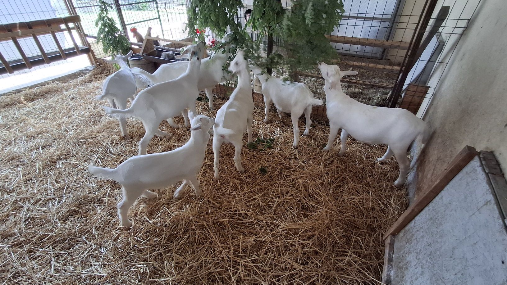 Disponibile iedute și tapisori saanen in Buzau
