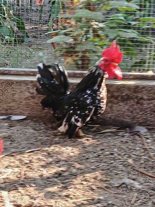 Vand sau schimb canari papagali si gaini