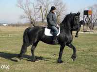 vand iapa friesian top frizian brasov