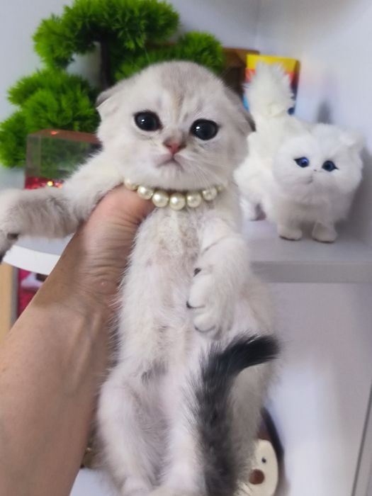 Котята от правильной вязки