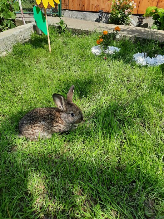 Vând iepurași de rasă