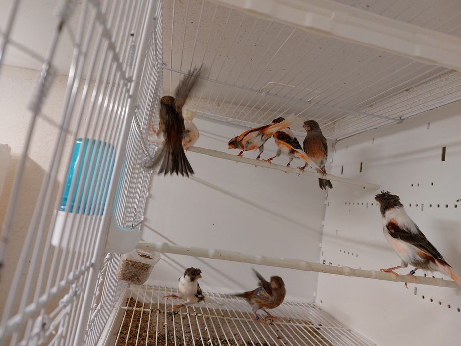 Canari de vânzare