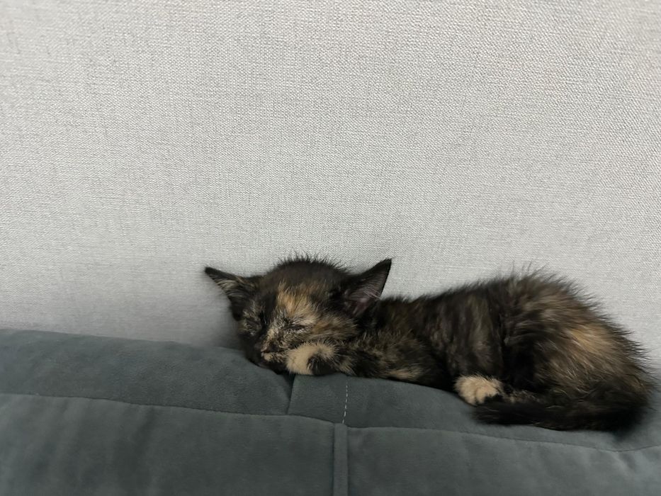 Котенок ищет дом