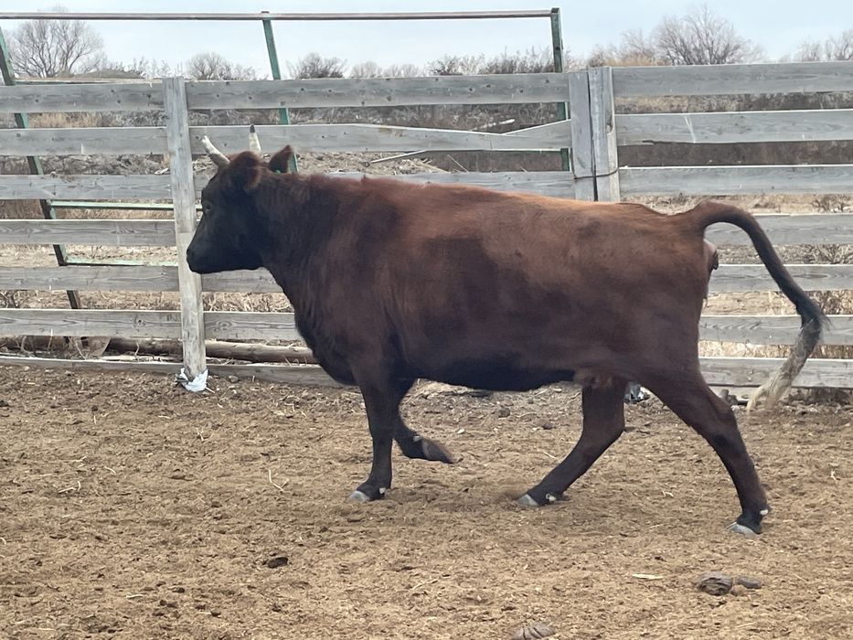 Ургашы сиыр 4-5 туган кысыр