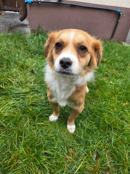 Doua cateluse de talie mica pentru adoptie