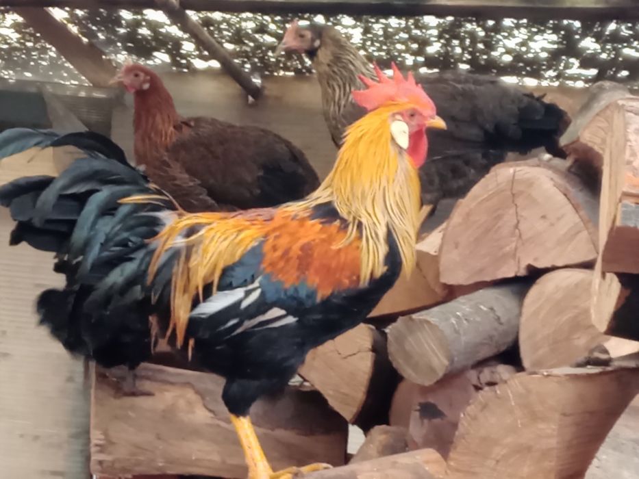 De vînzare cocoși de găini italiadultene