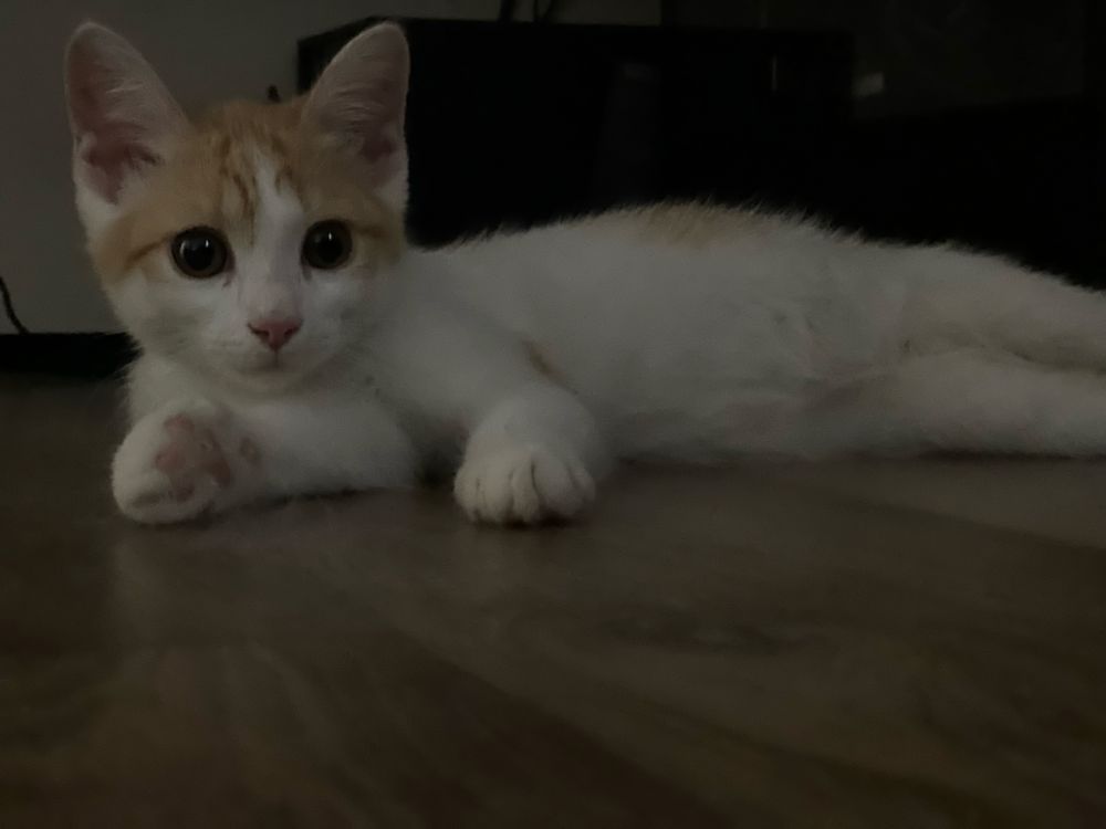 Котенок 3 месяца