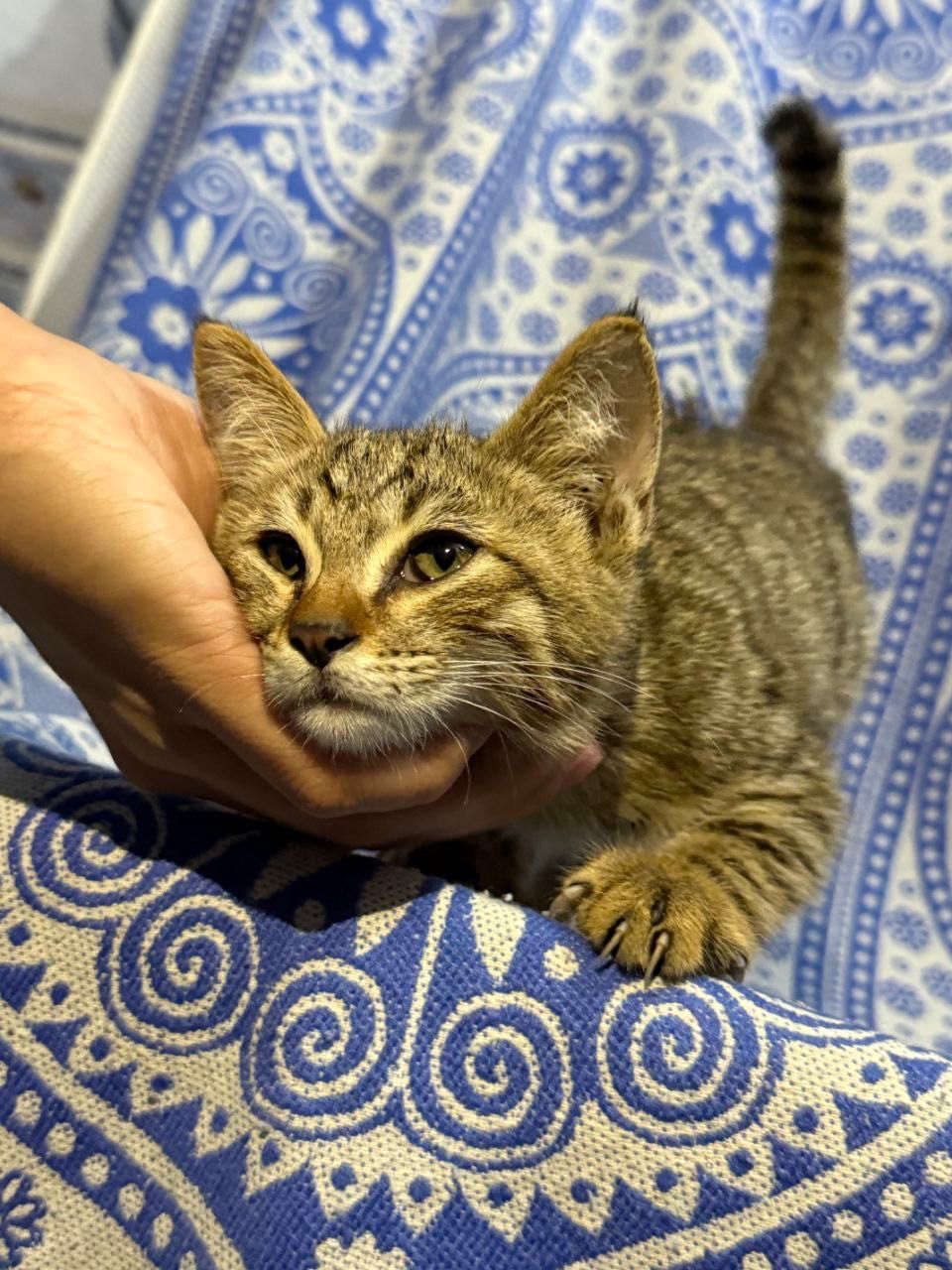 Пристраивается котенок. Мальчик, 2-2.5 месяца. Бесплатно