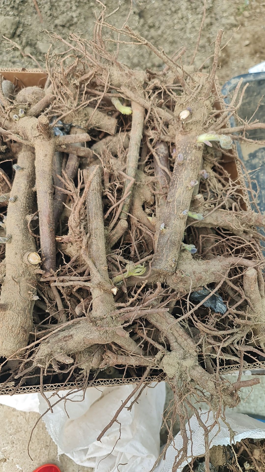 Paulownia imperial cu floare mov