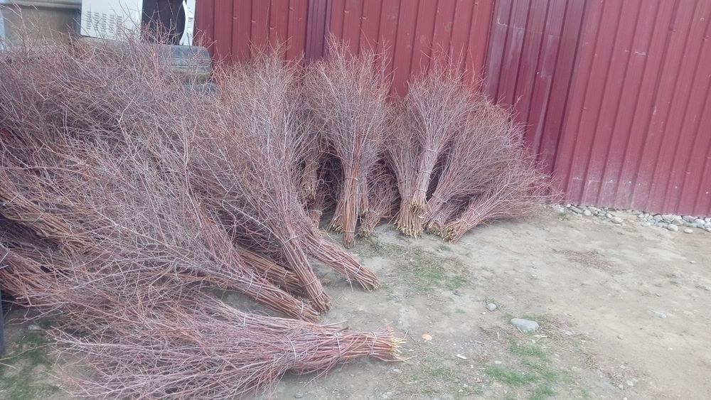 Тобылгы сыпыртка