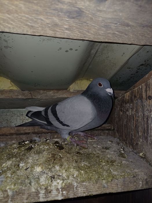 Vând porumbei voiajori