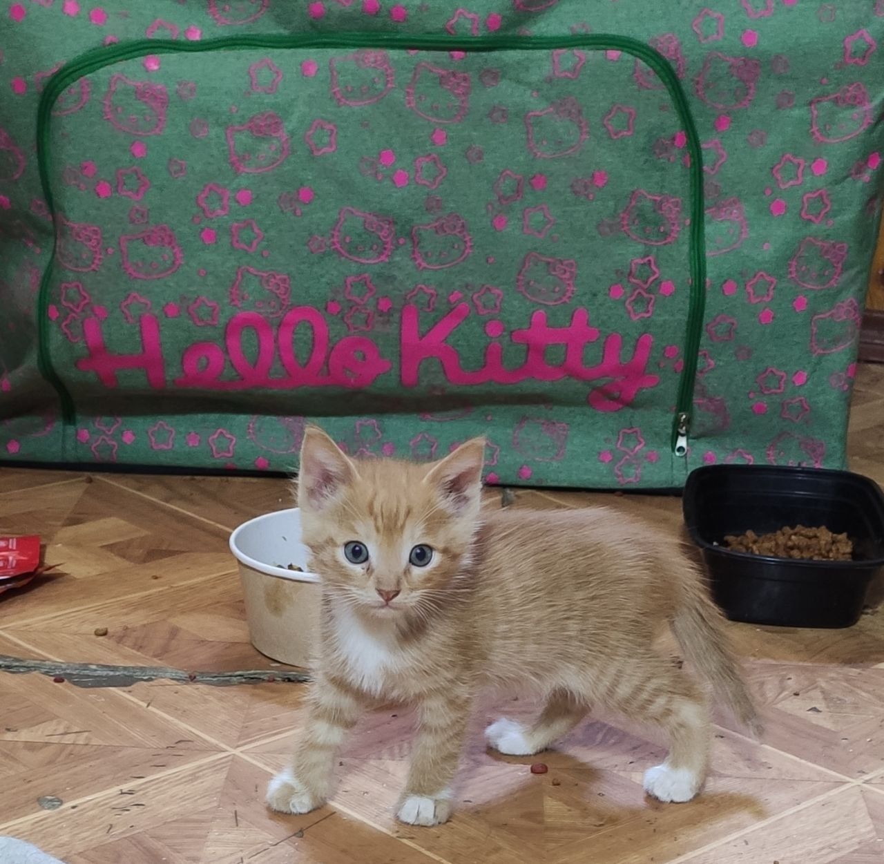 Отдам котят в добрые руки