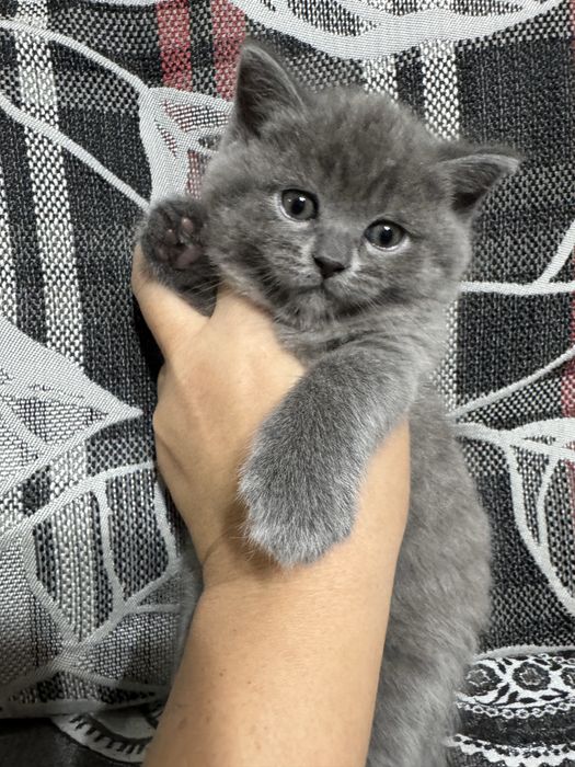 Продается котенок скоттиш страйт мальчик