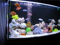 Akvarium tozalash xizmati | Чистка аквариума