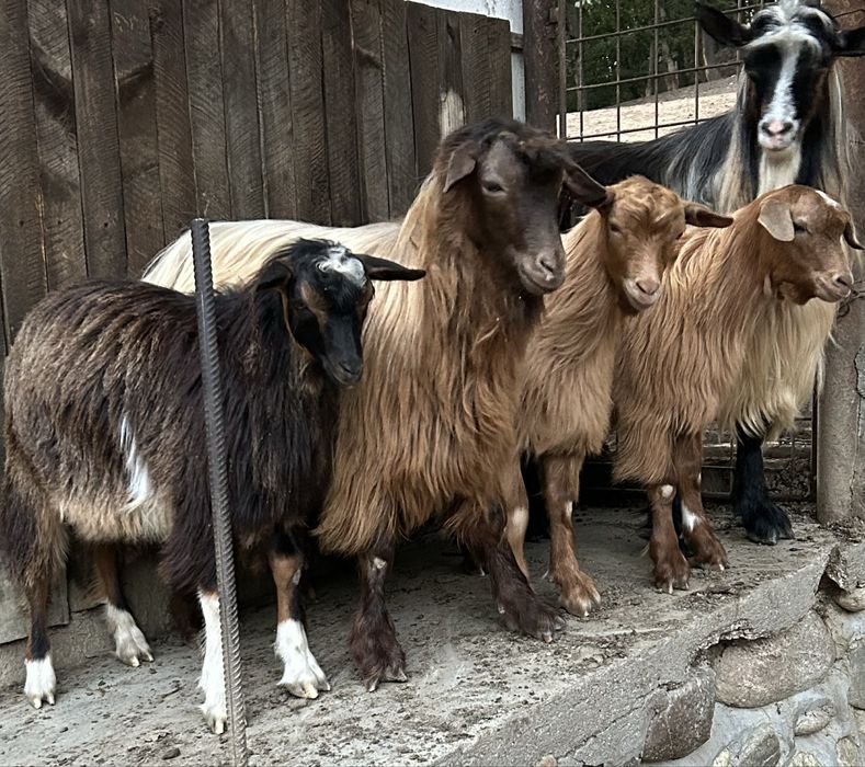 Capre de vanzare